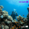 Try Scuba Diving in Jeddah
